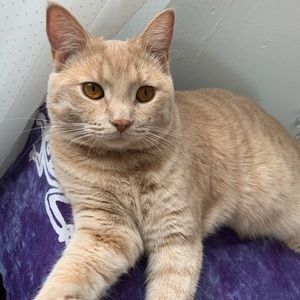 Meet your Posher, Maya